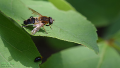 Helophilus eristaloidea