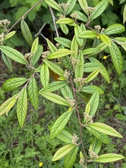 Cotoneaster salicifolius