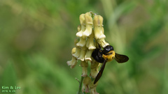 Xylocopa appendiculata
