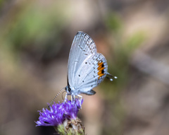 Everes lacturnus
