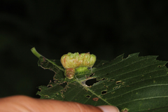 Colopha ulmicola