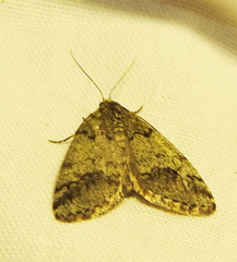 Tephronia lhommaria
