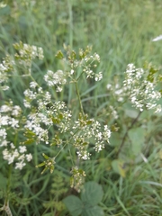 Anthriscus sylvestris