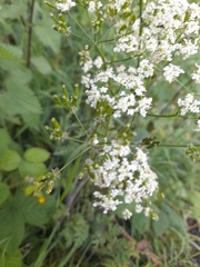 Anthriscus sylvestris