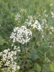 Anthriscus sylvestris
