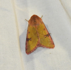 Heliothis incarnata