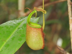 Nepenthes bicalcarata