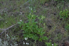 Drymocallis convallaria