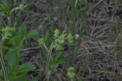 Drymocallis convallaria
