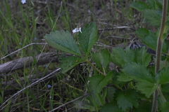Drymocallis convallaria