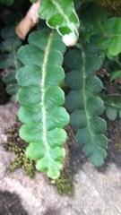 Asplenium ceterach image