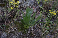 Pyrrocoma carthamoides