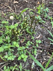 Triphora gentianoides