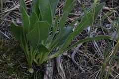 Pyrrocoma carthamoides