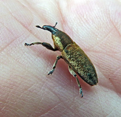 Lixus punctirostris