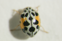 Psyllobora nana