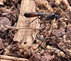 Limneriini