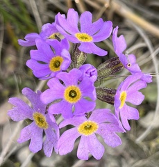Primula mistassinica