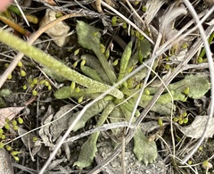 Primula mistassinica