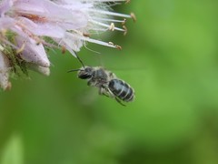 Andrena geranii
