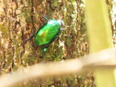 Calomacraspis splendens