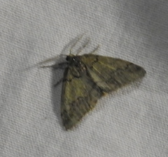 Tephronia lhommaria