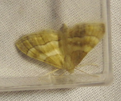 Idaea circuitaria