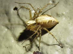 Oxyopes acleistus