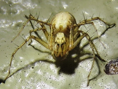 Oxyopes acleistus