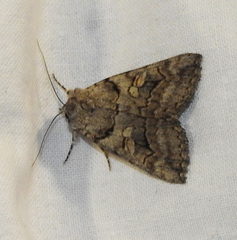 Catocala mariana