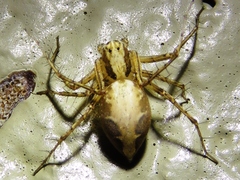 Oxyopes acleistus