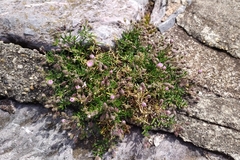 Spergularia rupicola