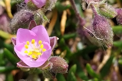 Spergularia rupicola