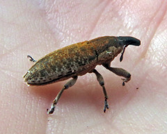 Lixus punctirostris