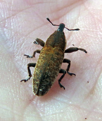 Lixus punctirostris