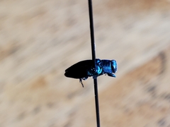 Chrysobothris scitula