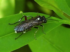 Macrophya punctumalbum