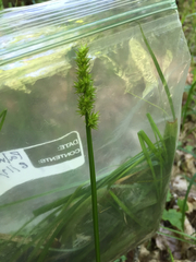 Carex stipata