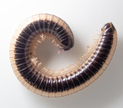 Spirobolellus immigrans