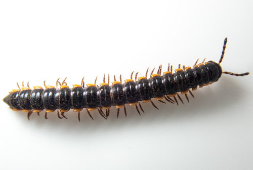 Long-flange Millipede photo 5
