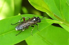 Macrophya punctumalbum