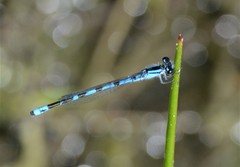 Enallagma laterale