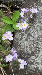 Polemonium pulcherrimum
