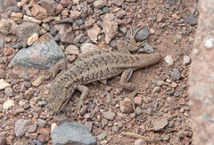 Liolaemus fitzgeraldi
