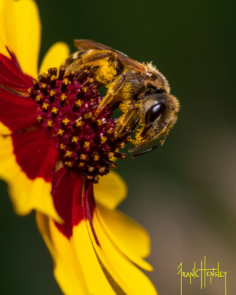 Odontalictus from 617 Dunton Rd 4303, Clinton, MS 39056, USA on May 31