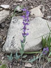 Penstemon lentus lentus