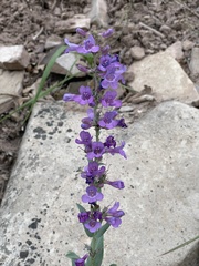 Penstemon lentus lentus
