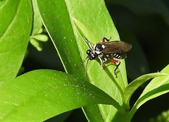 Macrophya punctumalbum