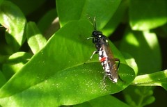Macrophya punctumalbum