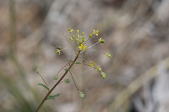 Cleomella parviflora